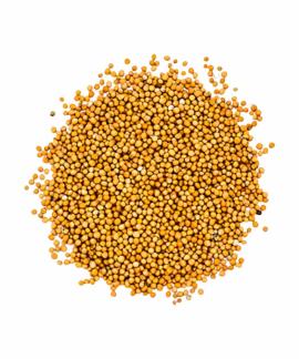 Semente de Mostarda Amarela em Grao